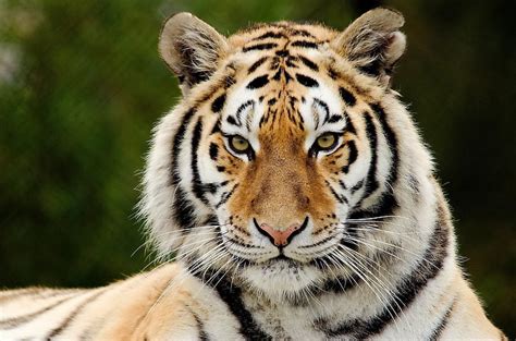 Hd Wallpaper Bengal Tiger Face Eyes Aggression Predator Animal