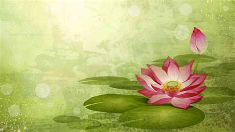4k Wallpaper Hd Lotus Flower Wallpapers 1080p