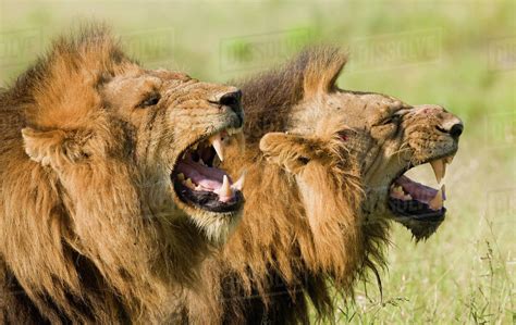 Male Lions Roaring Greater Kruger National Park South Africa Stock