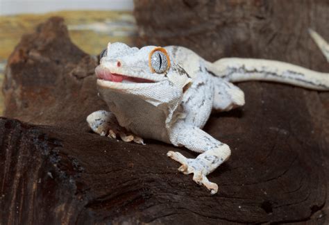 Gargoyle Gecko Vs Crested Gecko