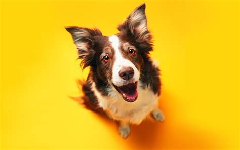 Funny Dog On The Yellow Background Wallpaper D 6499 Wallpaper High
