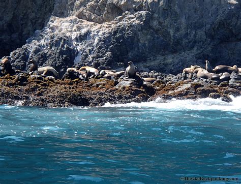 Anacapa Island Channel Islands National Park