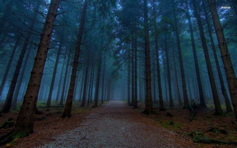 Forest Path Fog Wallpapers Wallpaper Cave