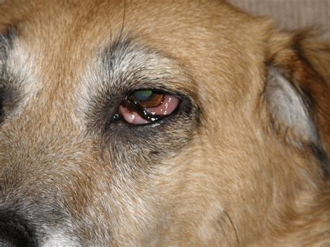 Red eye in one eye. My dog's eye is swollen and red for several days already ...
