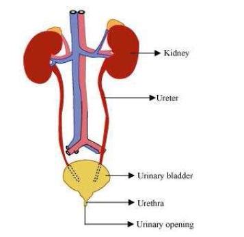 The body must excrete waste to maintain itself. NCERT Solutions for Class 7th Science Chapter 11 ...