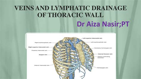 Solution Veins And Lymphatic Drainage Of Thoracic Wall Studypool
