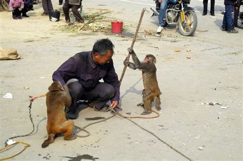 Angry Monkeys In China Give Trainer A Beating