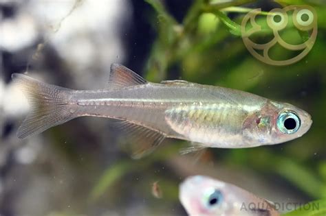 Pacific Blue Eye Rainbowfish Pseudomugil Signifer Fish Profile And Care
