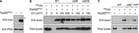Uv detector is a very commonly used detector for hplc analysis. Budding yeast Polη is modified by monoubiquitin. (A ...