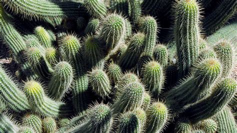 Desierto Cactus Viajando Marruecos