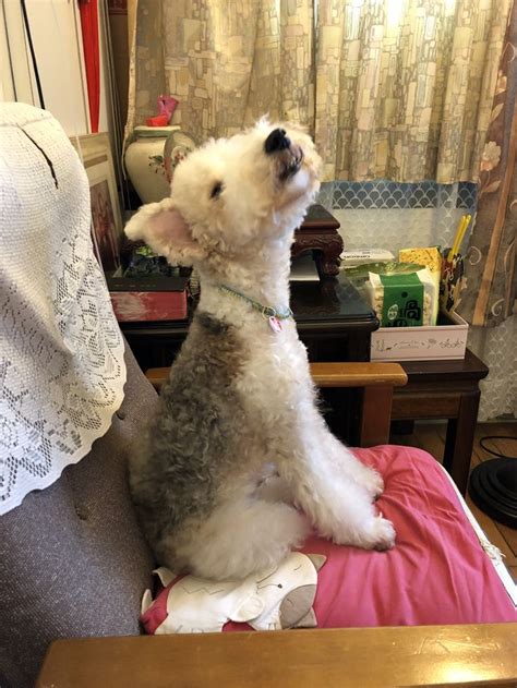 The Dog Pet Fox Wire Fox Terrier Wirehaired Fox Terrier