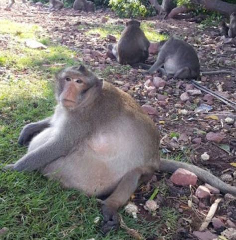 Monkey Nicknamed Uncle Fatty Gets Sent To Boot Camp Metro News