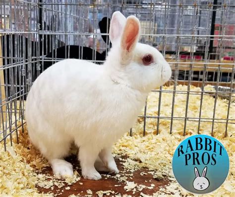25 White Rabbit Breeds With Pictures And Videos