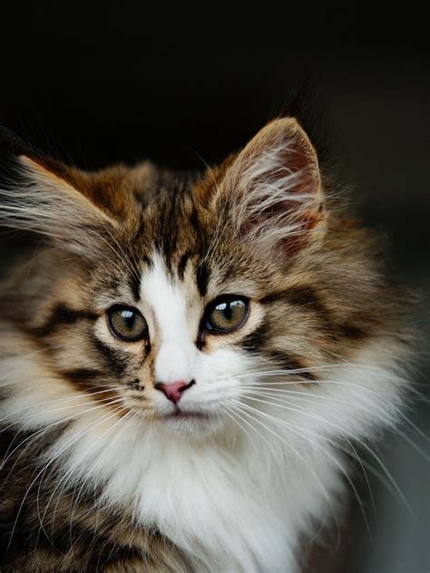 18 Pictures And Facts About Norwegian Forest Cats Meowlogy