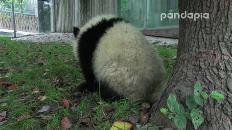 Panda Cub Poops Youtube