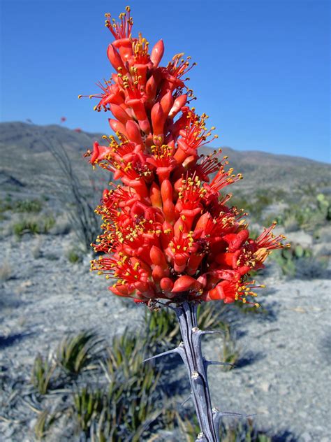 Ocotillo Flower Cacti Of Big Bend National Park Texas