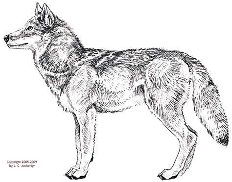Wolf Profile Drawing At Getdrawings Free Download