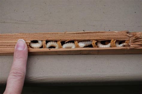Carpenter Bee Babies And Eggs Discover Juvenile Bees Best Bee Brother