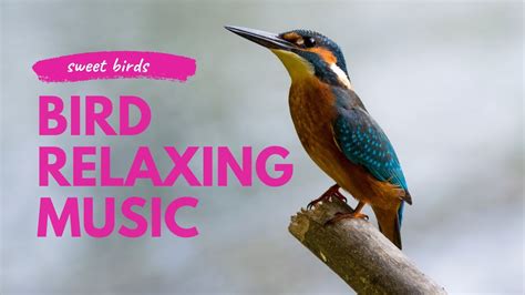 Bird Relaxing Music With Birds Bird Relaxing Music Meditation Music Calming Music Sleep