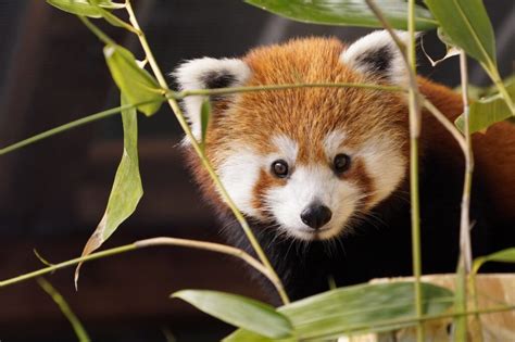 Red Panda Weekend Im Tiergarten Kleve ~ Niederrhein Tourismus