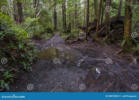 Tranquil Forest Path Surrounded By Lush Greenery And Trees Stock Image