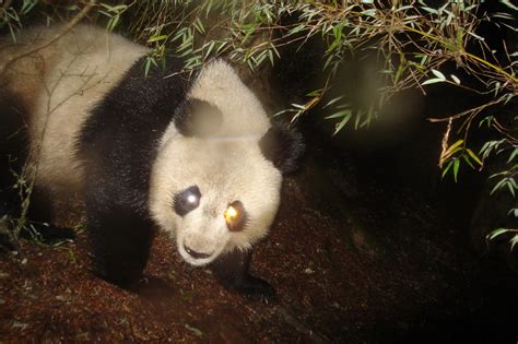 For Shielding Endangered Neighbors Pandas Make Flimsy Umbrellas The