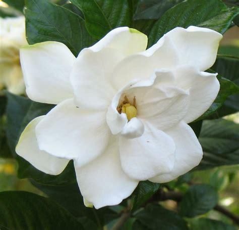 Another Gardenia Blossom The Gardenias Are In A Frenzy Of Flickr