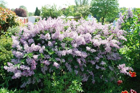 Miss kim lilacs are a mid sized fragrant shrub. Syringa Pubescens Subsp. Patula 'Miss Kim' - Let's Go Planting