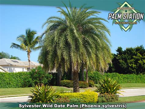 Sylvester Wild Date Palm Groundworks Palm Station