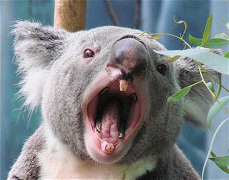Angaston South Australia Beware The Killer Koala