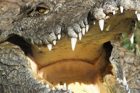 Crocodiles Cannot Stick Out Their Tongues Similar But Different In