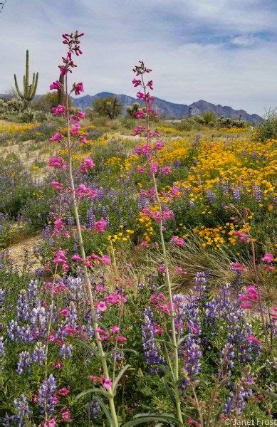 The Desert Is Blooming In 2020 Desert Flowers Bloom Planting Flowers