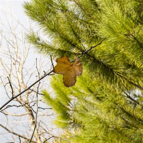 Lone Autumn Leaf On Tree Stock Photo Image Of Green 238366848