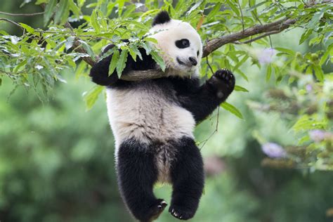 Adorable Bao Bao Tumbles Around Yard At National Zoo Video Wtop News
