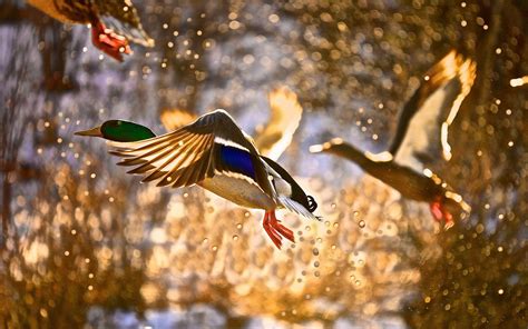 Flying Ducks Wallpapers Top Free Flying Ducks Backgrounds