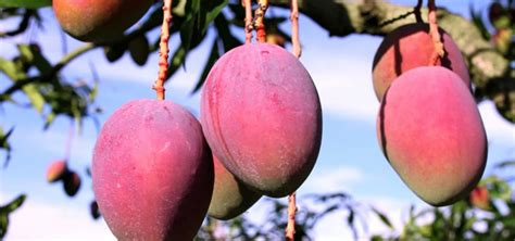 fresh irwin mango blossom fortune