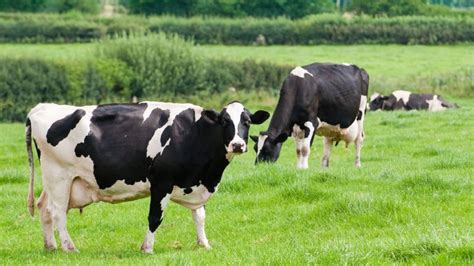 Karakteristik Sapi Perah Friesian Holstein Mulin Rafael