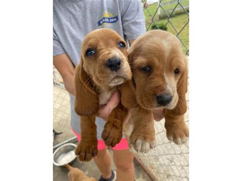 Our basset hound puppies for sale come from either usda licensed commercial breeders or hobby breeders with no more than 5 breeding mothers. 10 AKC registered basset hound puppies in Knoxville, Tennessee - Puppies for Sale Near Me
