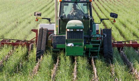 Making The Organic Transition Consider Rotation And Cover Crop Options