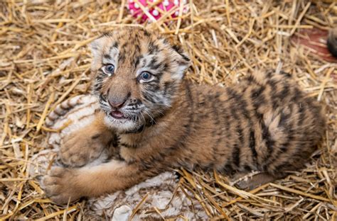 Cleveland Zoo Welcomes Birth Of Two Amur Tiger Cubs