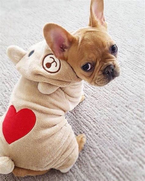 They are loved from birth and are socialized and happy ba. French Bulldog Puppy Pet Accessories, Dog Toys, Cat Toys ...