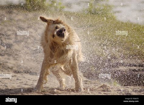 Dog Shaking Off Water Stock Photo Alamy