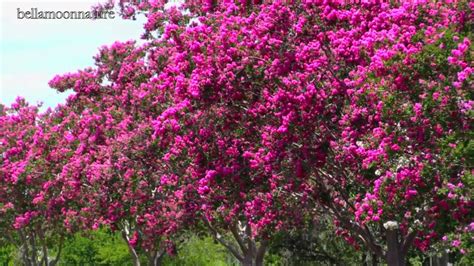 Trees and shrubs, mostly restricted to the new world tropics and not represented in australia. BEAUTIFUL FLOWERING TREES CREPE MYRTLES - YouTube