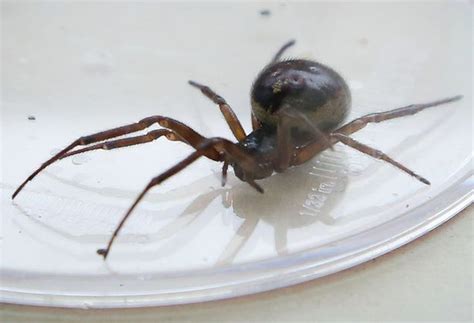 How black widow bite attacks? The 10 horrific looking spiders looking to make nests in ...