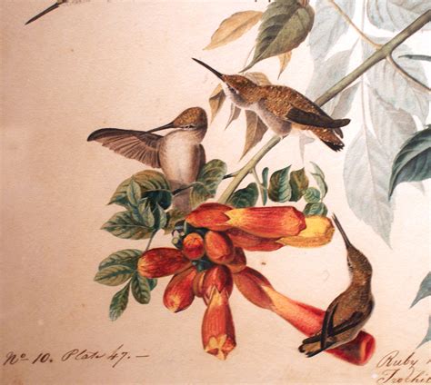 Ruby Throated Humming Bird Detail Of John James Audubon 1 Flickr