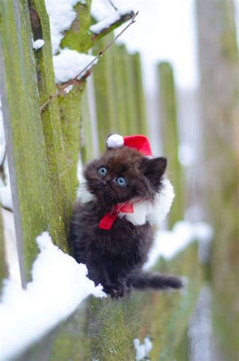 27 Pictures Of Cats In Snow Funny Cat Pictures Cute Animals