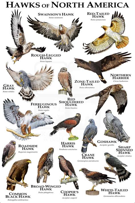 Hawks Of North America Poster Print