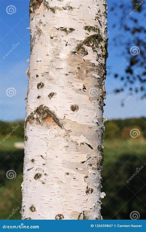 White Bark Of A Birch Tree Stock Image Image Of White 126559847