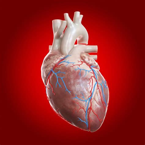 Coeur Humain Avec Coronaire Illustration Stock Illustration Du Santé