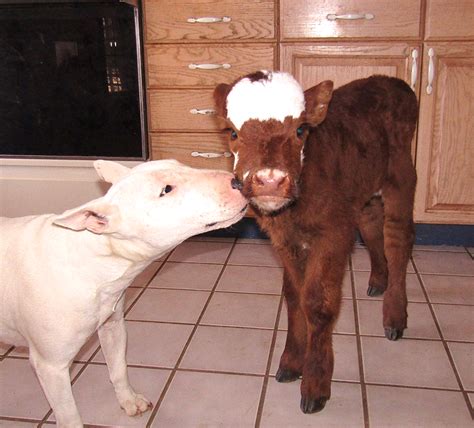 Teacup chihuahuas are not a separate breed; Mini Cows For Pets - All About Cow Photos